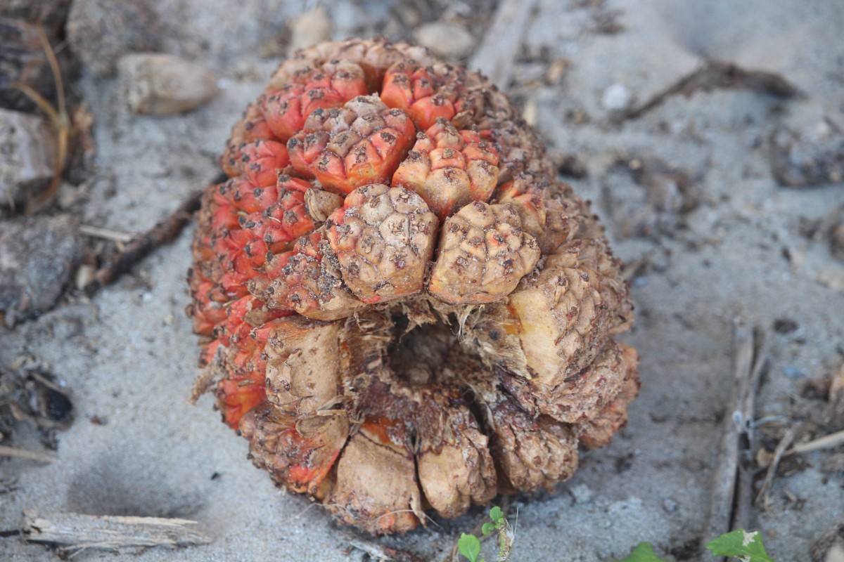 Pandanus odorifer (Forssk.) Kuntze